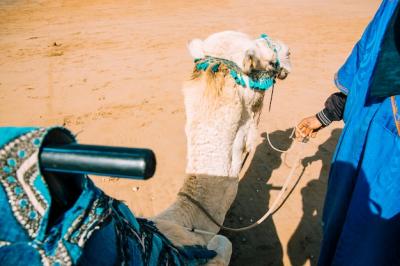 Camel in Desert Landscape – Free Stock Photo for Download