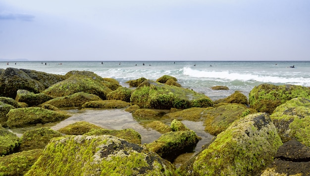 Shoreline Landscape with Stones and Mosses Featuring Surfers – Free Download