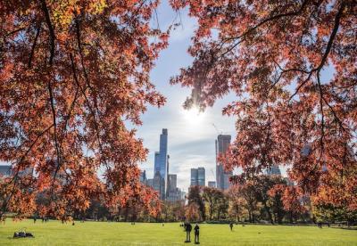 Beautiful View of a Park with High Buildings and Tree Branches â Free Stock Photo Download