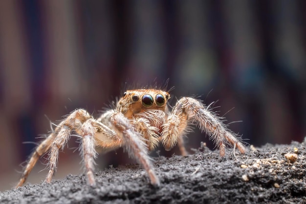 Close-up of Spider – Download Free Stock Photo