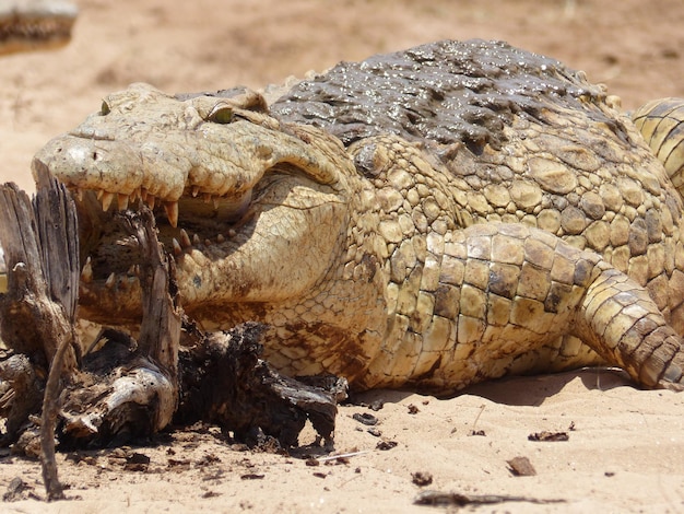 Close-up of a Lizard on Sand – Free Stock Photo, Download for Free