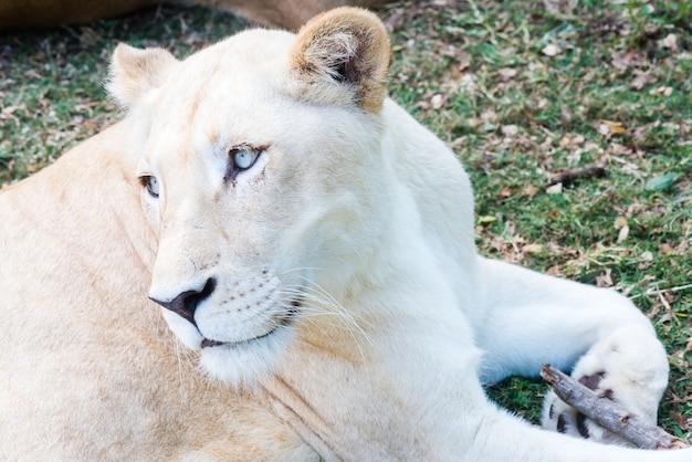 Lioness in Natural Habitat – Free Stock Photo for Download