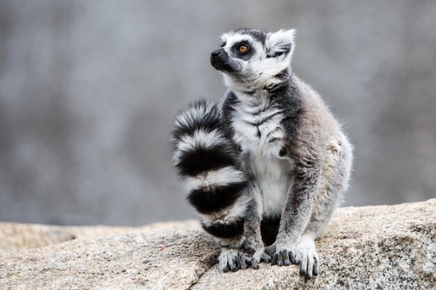 A Ringtailed Lemur Sits on the Ground Observing – Free Stock Photo for Download