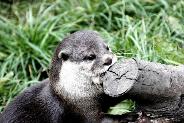 A Short Clawed Otter Biting a Tree – Free Stock Photo Download