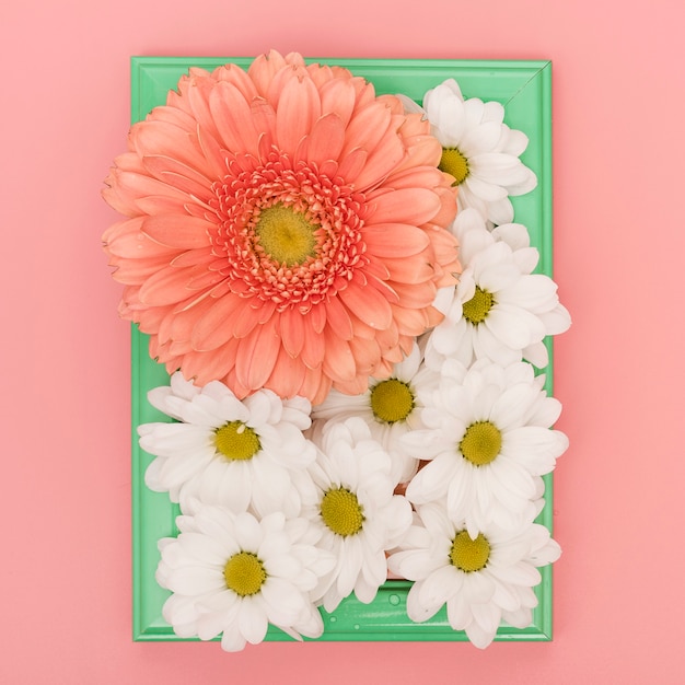 Beautiful Tray of Daisies and Gerbera Flowers – Free Download