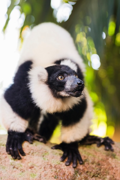 Lemur – Free Stock Photo for Download