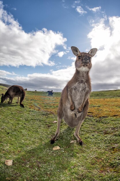 Kangaroo on Grass – Free Stock Photo for Download