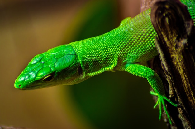 Closeup of a Green Anole on a Tree Under Sunlight – Free Download