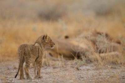 Cute Little Baby Lion Playing in Grass – Free Stock Photo Download