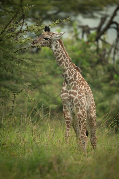 Baby Masai Giraffe Feeding on Thornbush Leaves – Free Stock Photo for Download