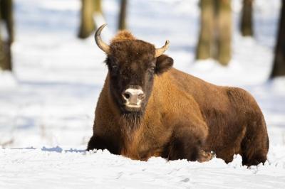 Phlegmatic European Bison Resting in the Snow on a Sunny Day – Free Stock Photo, Download for Free