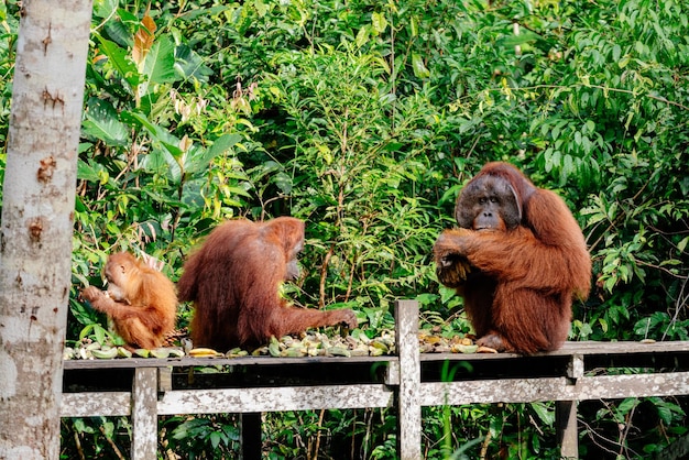 Monkeys Sitting on Railing – Free Download