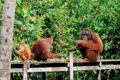 Monkeys Sitting on Railing – Free Download