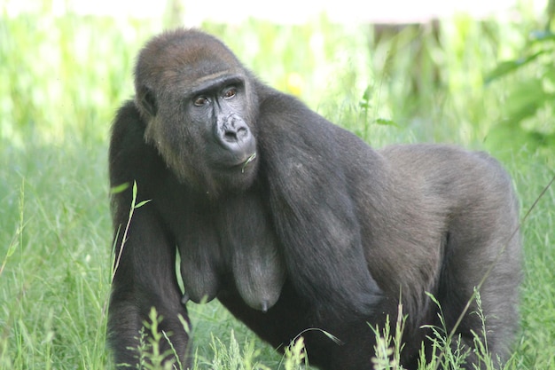 Portrait of Monkey – Free Stock Photo, Download for Free