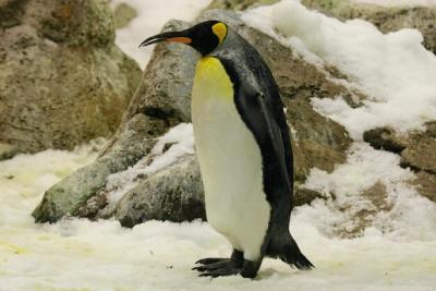 Penguin Against Rocks in Winter – Free Stock Photo for Download