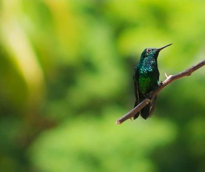 Close-up of Bird Perching on Plant – Download Free Stock Photo