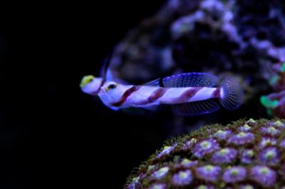 Long Fin Red Banded Goby (Stonogobiops nematodes) – Free Download Stock Photo