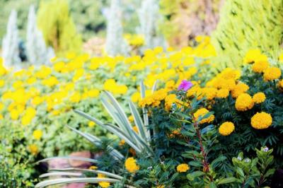 Stunning Close-up of Yellow Flowering Plants on Field – Free Download