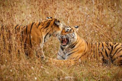 Tiger Male Walking in Nature Habitat – Wild Rajasthan Scene | Free Stock Photo for Download