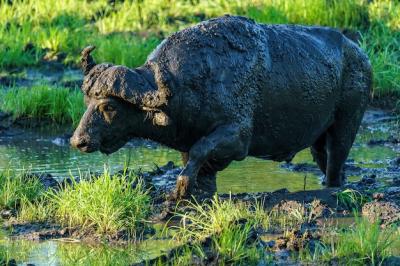 Dirty African Buffalo Walking on the Swamp – Free Stock Photo for Download