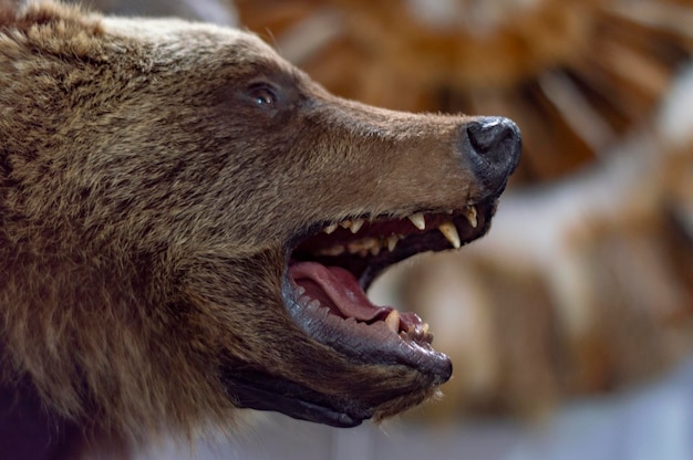 Close-Up of Hand with Bear – Free Stock Photo, Download for Free