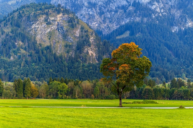 Breathtaking View of a Green Landscape with Trees Under a Cloudy Sky at Sunrise – Free Download