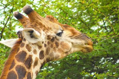 Giraffe Feeding on Tree Leaves – Free Stock Photo for Download