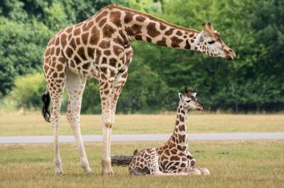 Giraffe Standing in Zoo – Free Download for Stunning Stock Photos