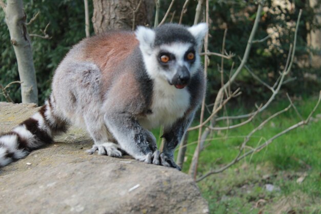 Lemur on Rock Surrounded by Plants – Free to Download Stock Photo