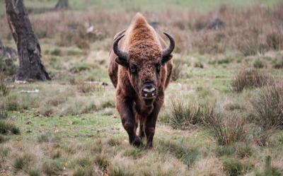 European Bison (Bison bonasus) – Free Stock Photos for Download