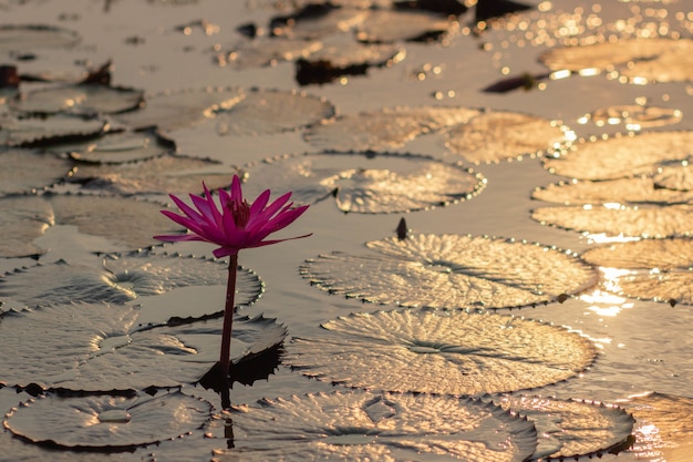 Stunning Pink Water Lilies in Thailand – Free Stock Photo for Download