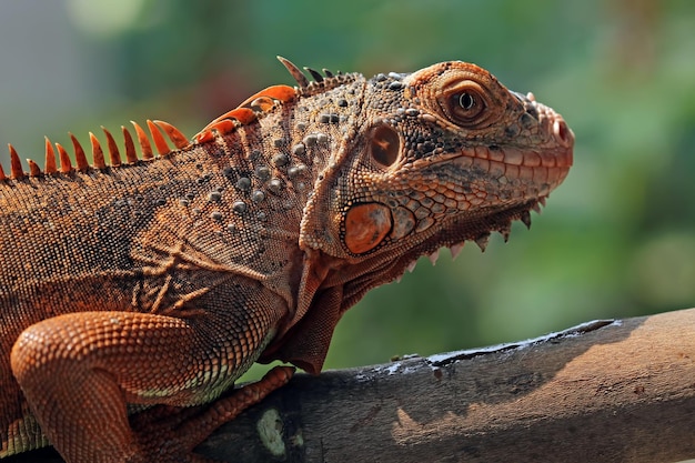 Close-Up of a Beautiful Red Iguana on Wood – Free Stock Photo, Download Free