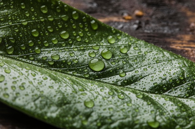 Beautiful Macro Plant with Rain Drops – Free Download