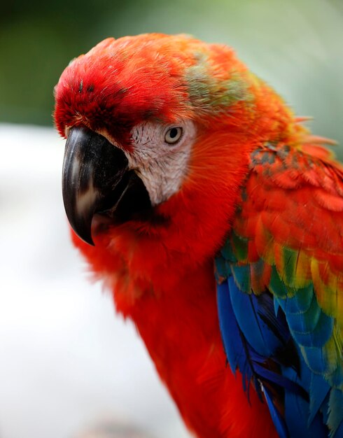 Close-up of Parrot – Free Stock Photo for Download