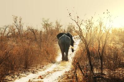 Elephant – Free Stock Photo for Download