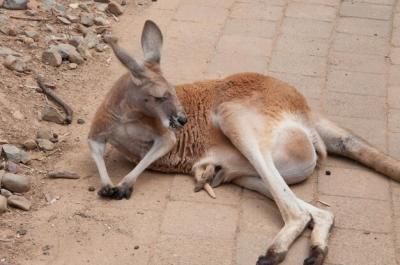 Kangaroo Resting – Free Stock Photo for Download