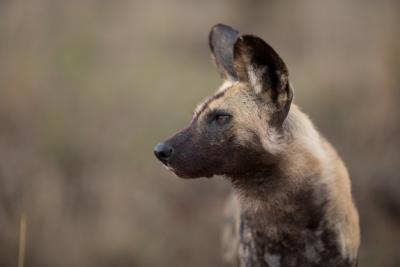 Closeup Shot of an African Wild Dog – Free Stock Photo for Download