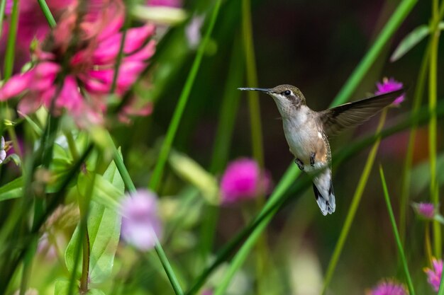 Beautiful Bird Flying Over Pink Flower – Free Stock Photo, Download for Free