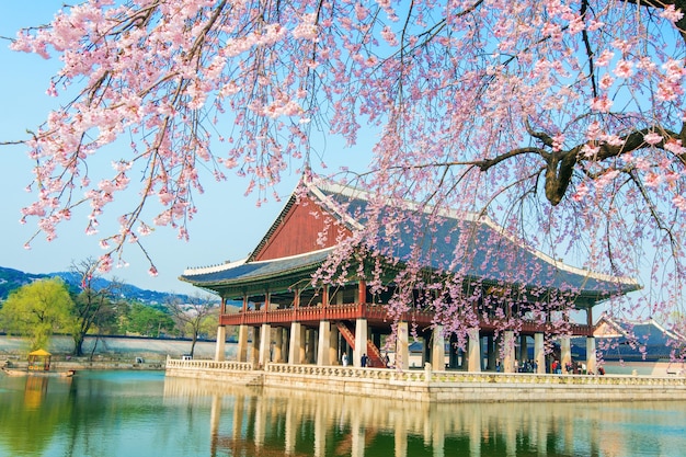 Gyeongbokgung Palace Surrounded by Cherry Blossoms in Spring – Free Download