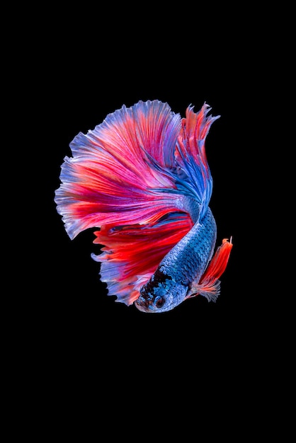 Captivating Betta Fish Images for Free Download