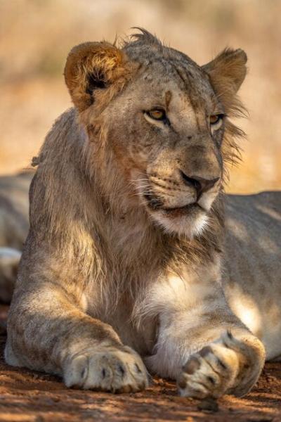 Male Lion Close-Up with Catchlight – Free Download