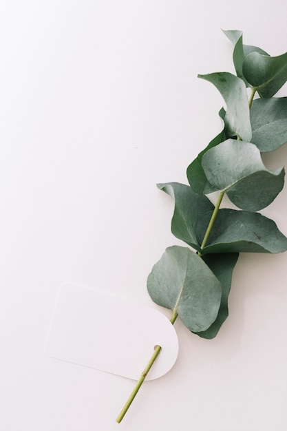 An Overhead View of a Green Twig with Tag Isolated Over a White Background – Free to Download