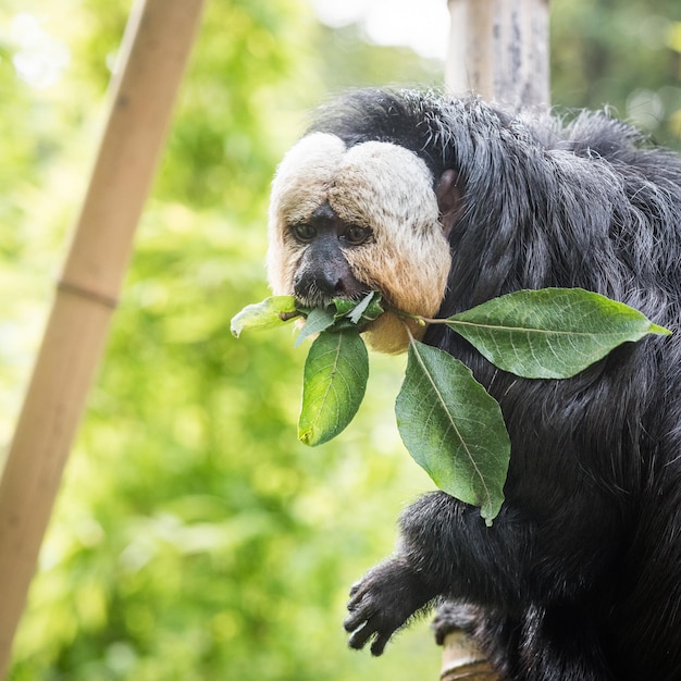 Close-up View of Monkey Holding Leaves in Mouth on Tree – Free Stock Photo, Download Free