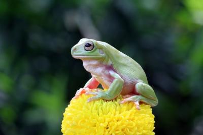 Dumpy Frog on Green Flower – Free Stock Photo, Download for Free