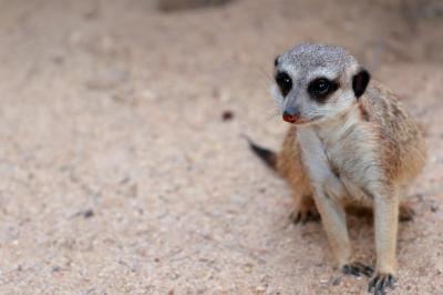 High Angle View of Meerkat on Field – Free Stock Photo for Download