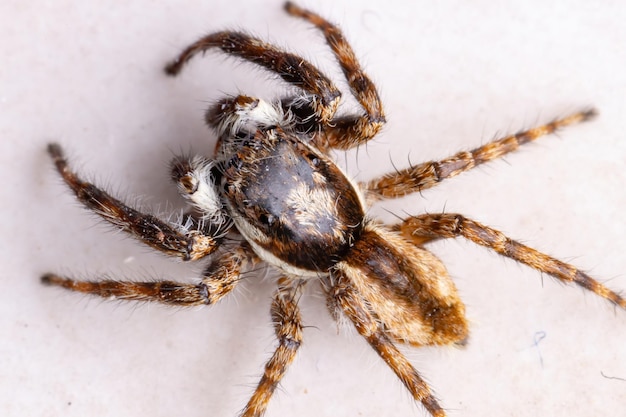 Close-Up of Spider – Free Stock Photo, Download Free