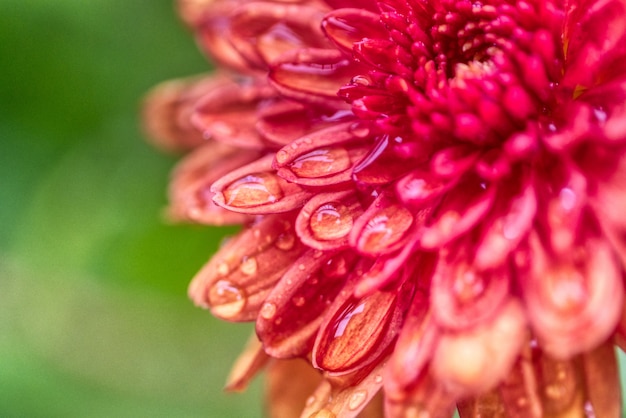 Beautiful Dahlia Flower in a Field – Free Stock Photo for Download