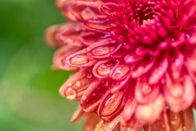 Beautiful Dahlia Flower in a Field – Free Stock Photo for Download