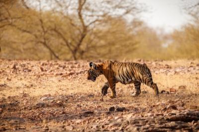 Tiger in Natural Habitat: Majestic Male Panthera tigris in Rajasthan, India – Free Download