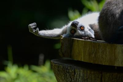 Portrait of a Lemur Relaxing on Wood in the Forest – Free Download